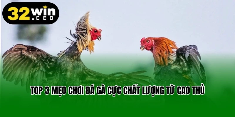Top 3 mẹo chơi đá gà cực chất lượng từ cao thủ